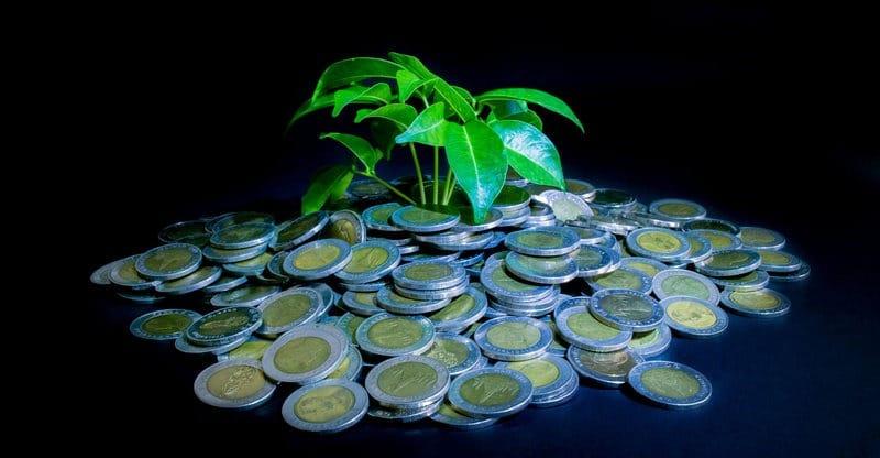 plante africaine