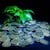 plante africaine